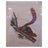 Audubon, Quadrupeds of North America 1845-54 original. Approximately 22x28 inches before matted