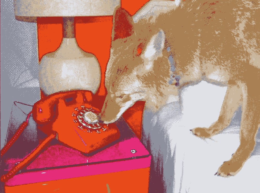 a real life live coyote on a hotel bed inspects a red telephone
