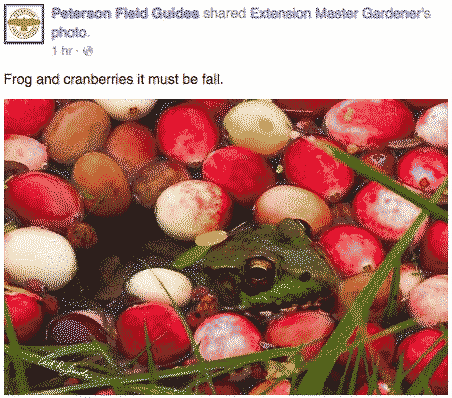 Frog and cranberries, it must be fall