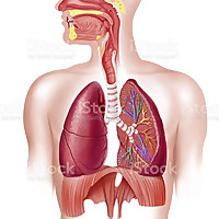 Anatomia Descomplicada