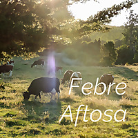 Febre Aftosa