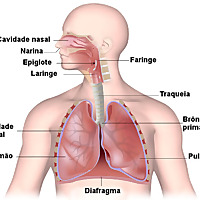 Sistema respiratório