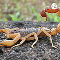 Scorpions