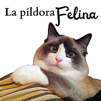 La Píldora Felina – Entiende y cuida mejor a tu gato