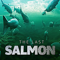 The Last Salmon