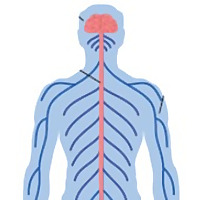 El centro de comando del cuerpo humano