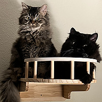 Tales Of My Two Cats Timmy And Talia