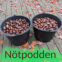 Nötpodden