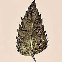 The Folium Diary
