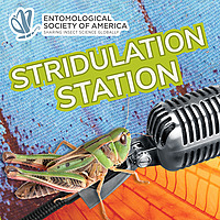Stridulation Station