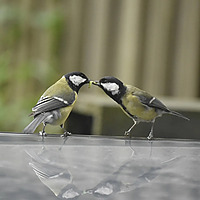 Vogel-Praat