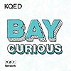 Bay Curious