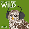 Something Wild