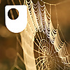 Investigating spiders: life on a thread - for iPad/Mac/PC