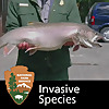 Invasive Species