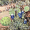 SBR - Author's Podcast