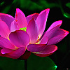Lotus Sutra Buddhism