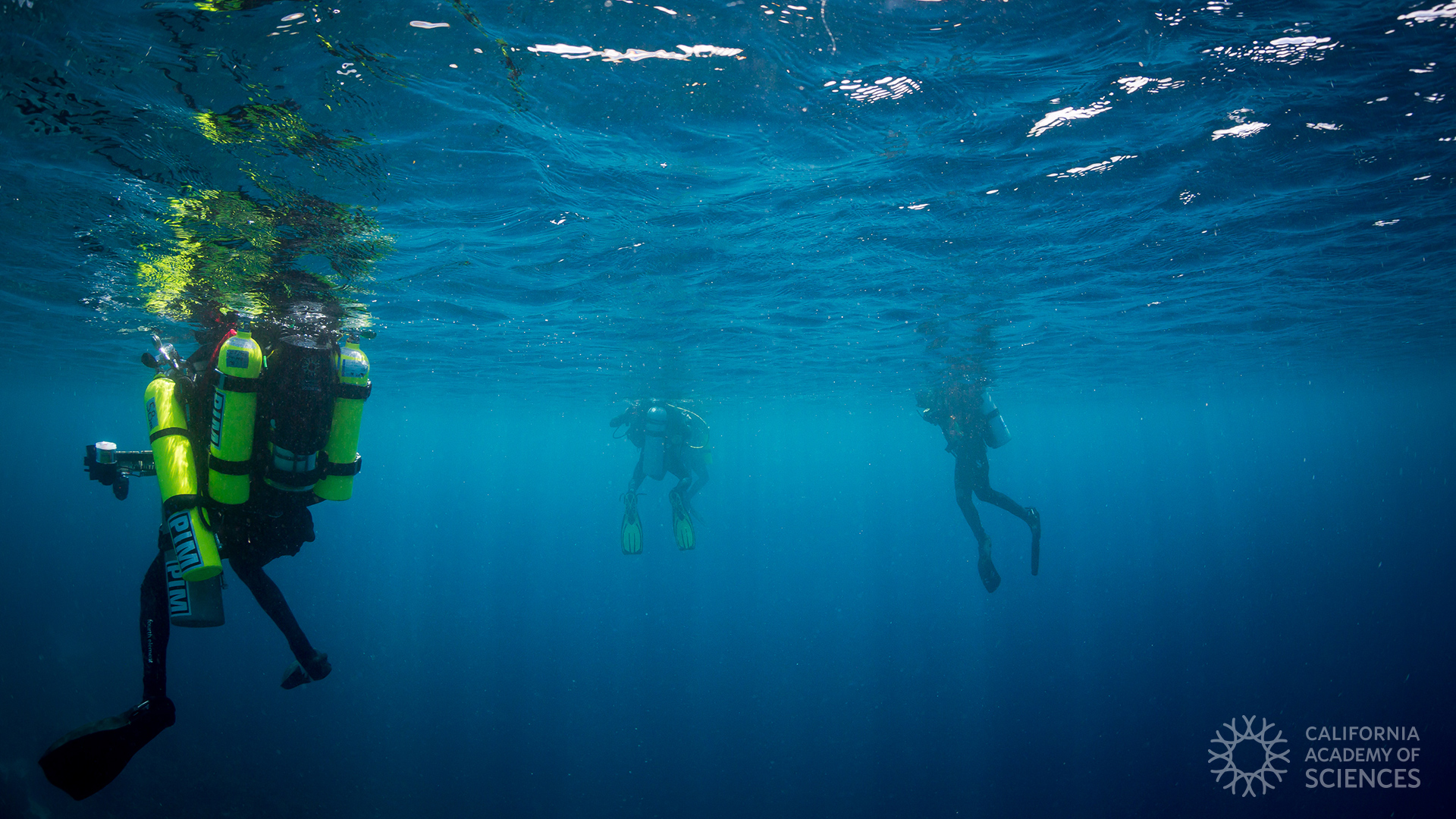 Zoom Background Underwater : Multimedia Virtual Meeting Backgrounds