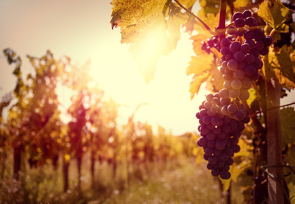 The Vine, the Branches, and "Eternal Security" – Catholic World Report - Vimarsana News