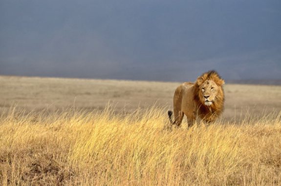 4066lionjpg_00000003524