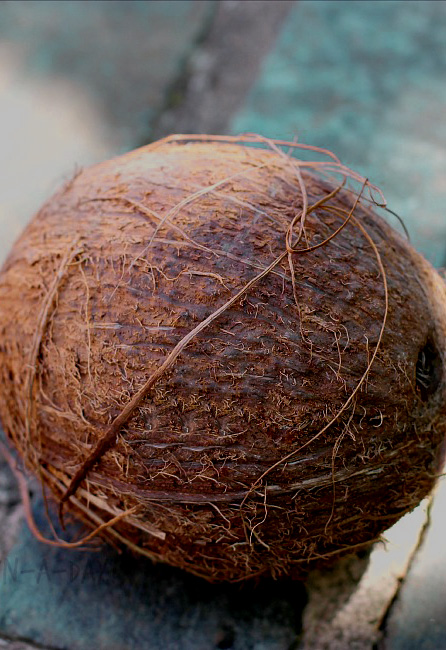 coconuts-artificial-with-natural-husk-weighted-7-in-3-b