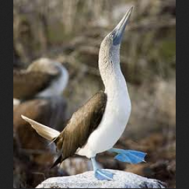 Blue-footed booby