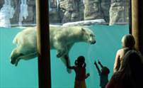 Kansas City Zoo Polar Bear Exhibit Kansas City Zoo Polar Bear Exhibit