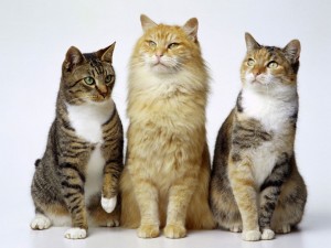 gato1