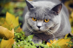 gato2