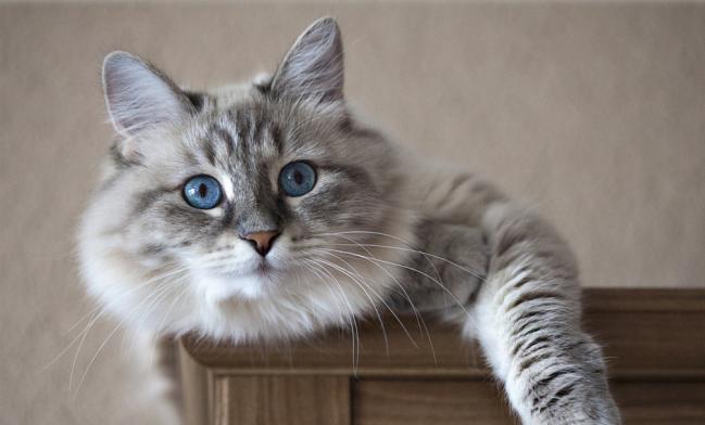 gato3