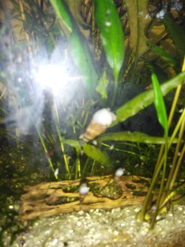 malaysian trumpet snails 12+ get gills