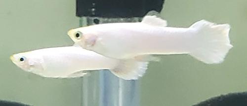White Moscow Guppy (Male) | Get Gills