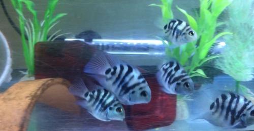 Will You Eat Worms Aquatic Foods (We Have Fish Too!) | Get ...