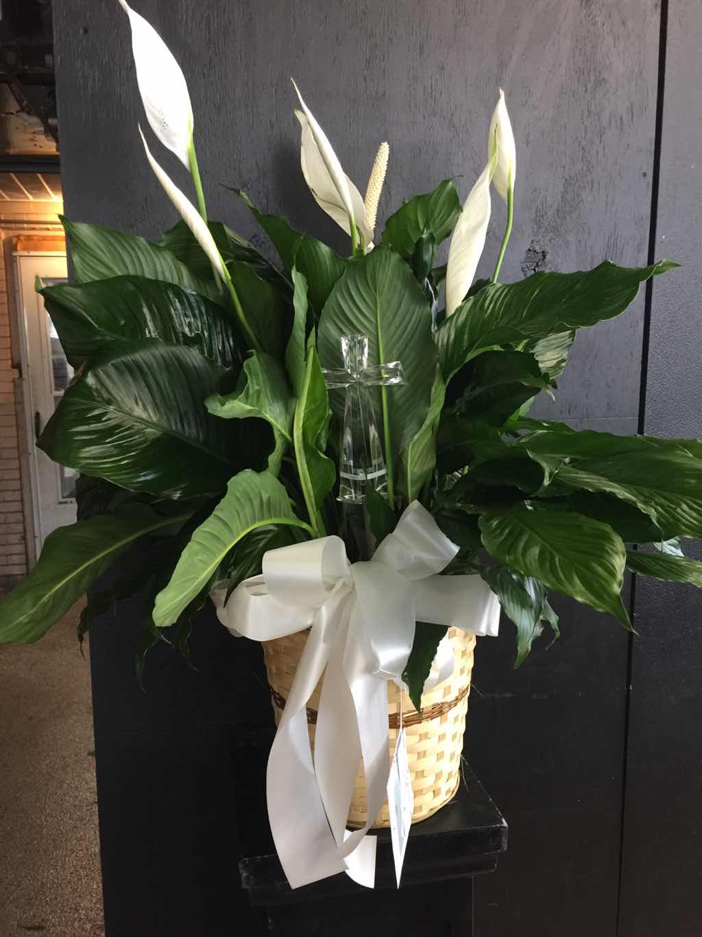 Designer's Choice - Plant