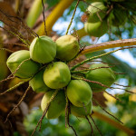 Rice water vs coconut water Which gives better skin glow