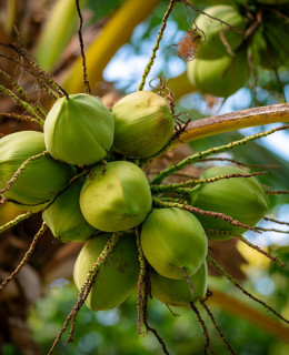 Rice water vs coconut water Which gives better skin glow
