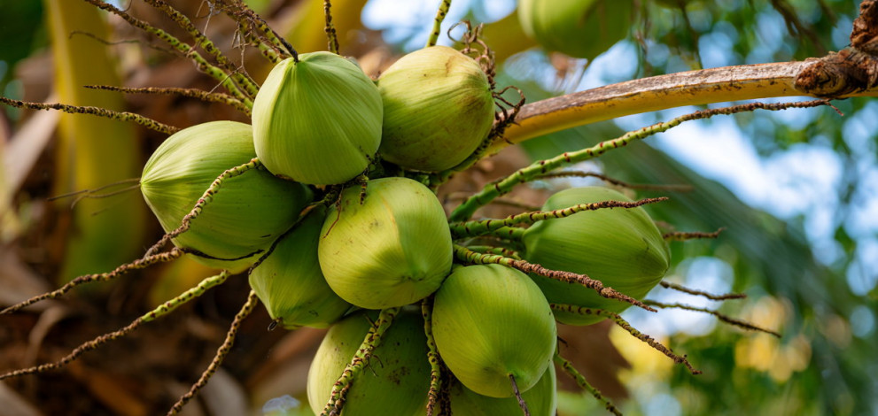 Rice water vs coconut water Which gives better skin glow
