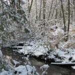 Snowy Woods