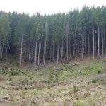 Picture of overstocked forest