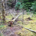 Scattered dead trees from root rot in forest