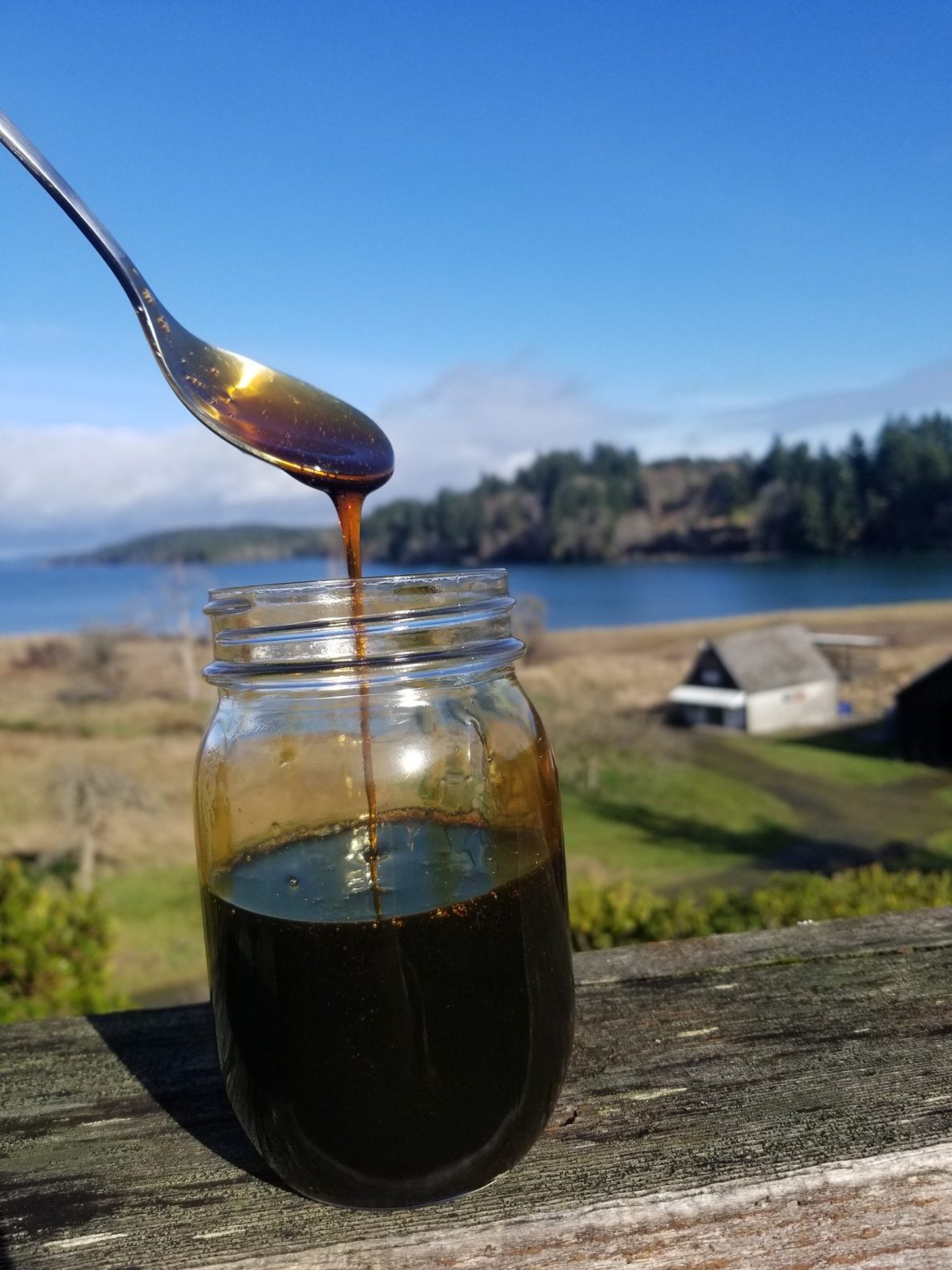 2022 Bigleaf Maple Syrup Olympia Extension Forestry