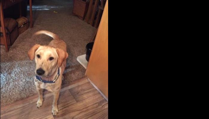 A tan dog wearing a blue collar standing indoors and looking up attentively at the camera.