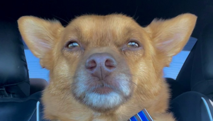 Close-up of a small tan dog wearing a blue striped tie, looking calmly at the camera inside a car.