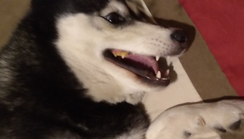 A black and white husky lying down with wide eyes and an open mouth showing its teeth.
