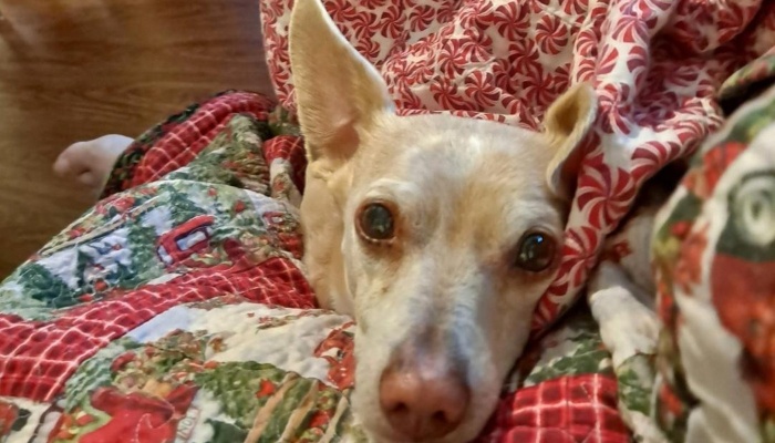 A small tan dog with big dark eyes wrapped snugly in cozy holiday quilts, looking up at the camera.