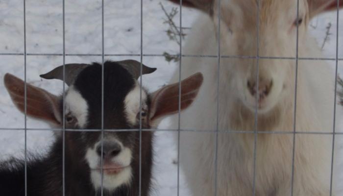 A small black-and-white goat and a larger white goat peer through a wire fence in the snow.