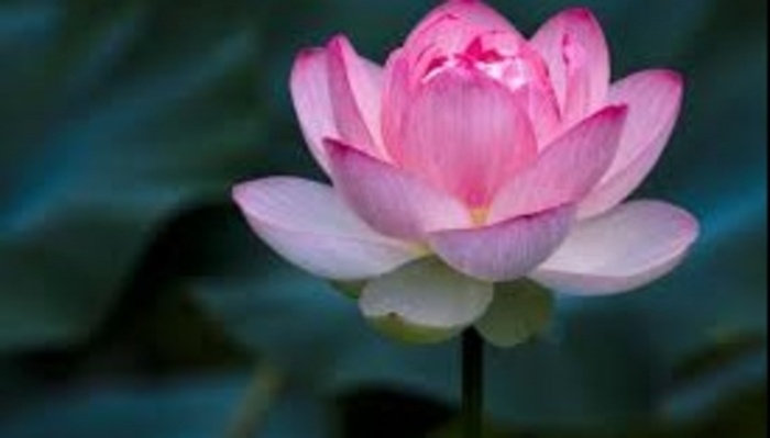 A vibrant pink lotus flower in full bloom against a dark green, blurred background.