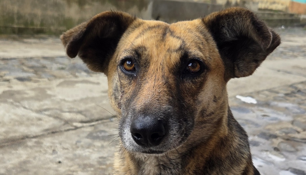 Close-up of a brindle dog with soulful brown eyes and floppy ears looking directly at the camera.