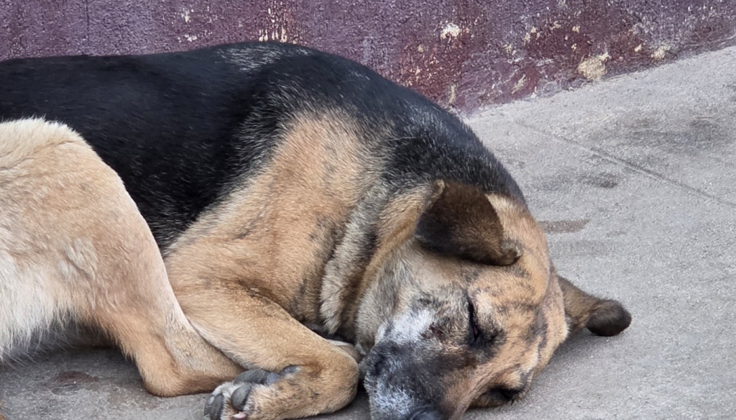 A black and tan dog with a graying muzzle sleeps curled up on a concrete sidewalk.