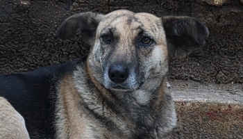A brindle mixed-breed dog with floppy ears looking directly forward with sad, gentle eyes.